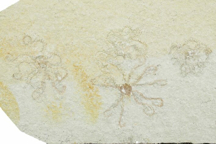 Four Floating Crinoid (Saccocoma) Fossils - Solnhofen Limestone #353571